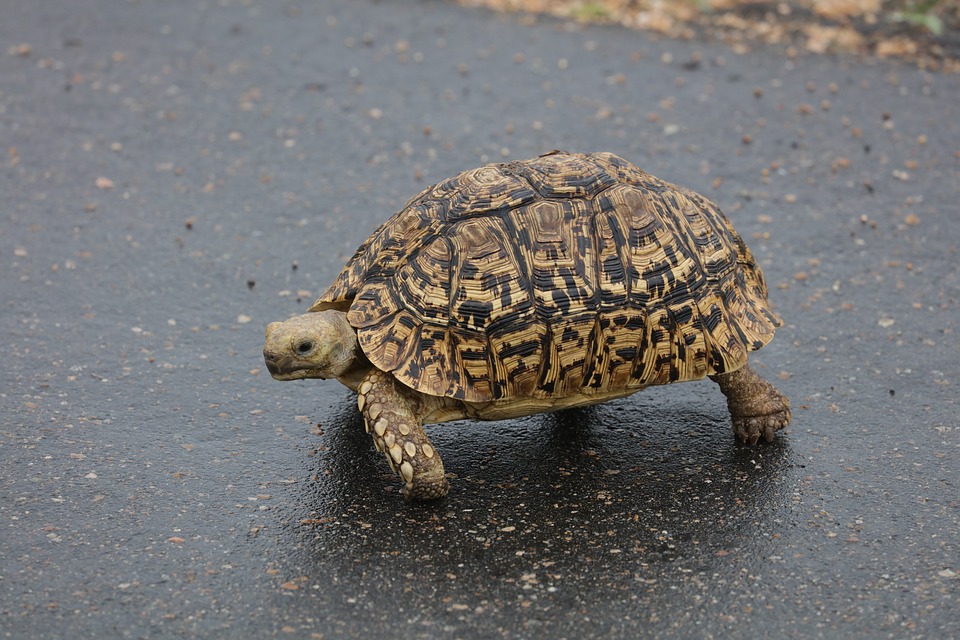 Turtle