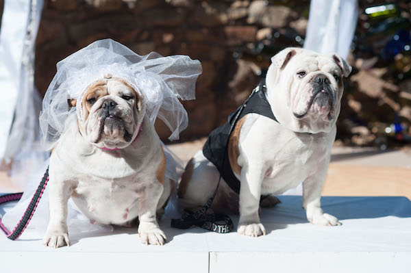 dog Wedding