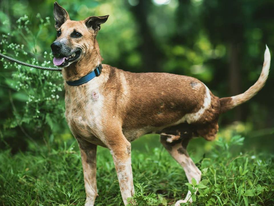 Blog | Pet Fed Blog | Pet Fed