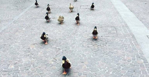 ducks