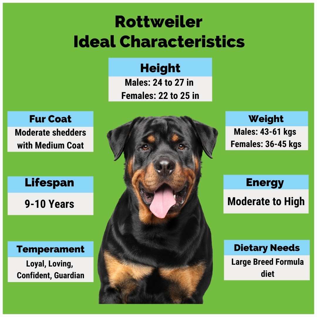 Drover online dog breeds