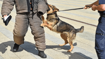 Canine squad