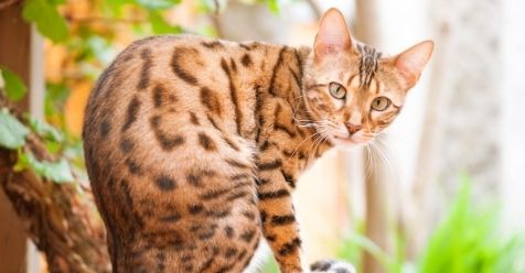8 Most Prominent Cat Breeds in India