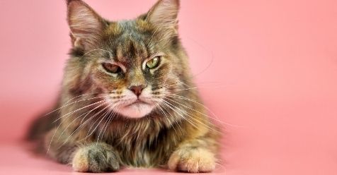 8 Most Prominent Cat Breeds in India