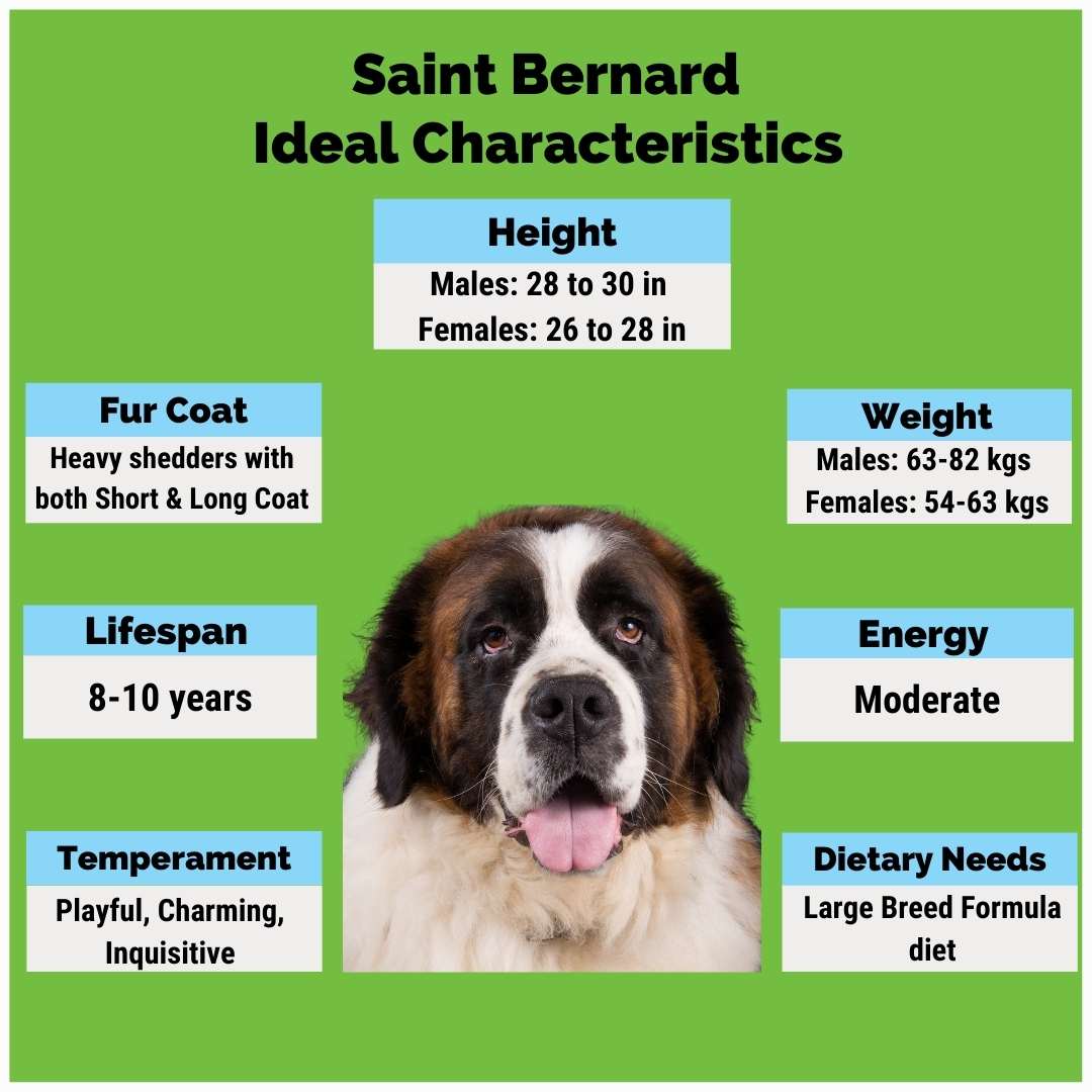 Saint Bernard dog (character, diet, care)
