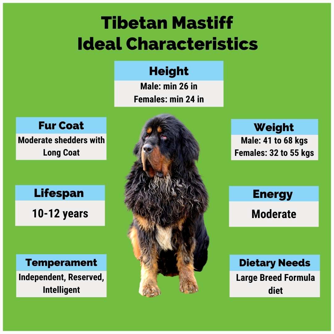 TibetanMastiff