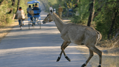 Nilgai